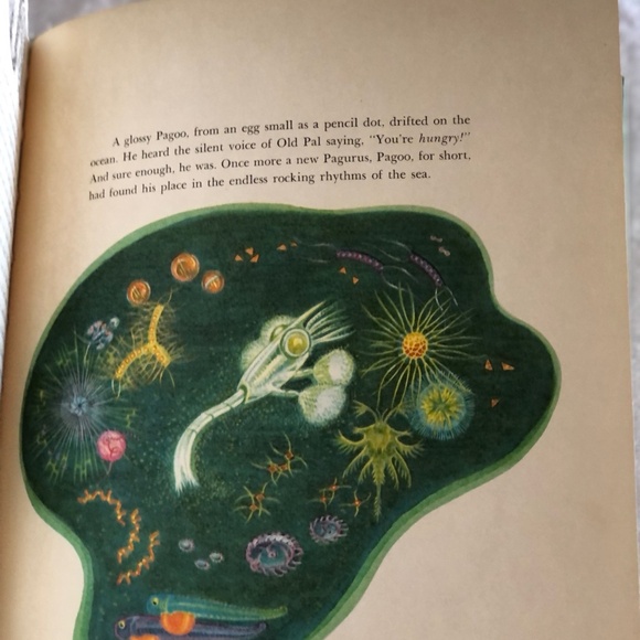 Pagoo by Holling Clancy Holling 1957 Vintage Book - Picture 12 of 13